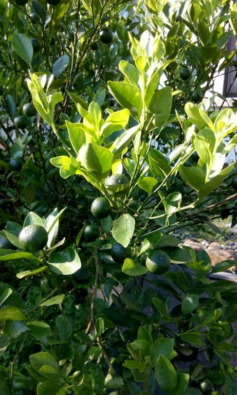 Hasayaki Homestay Sanxing Εξωτερικό φωτογραφία