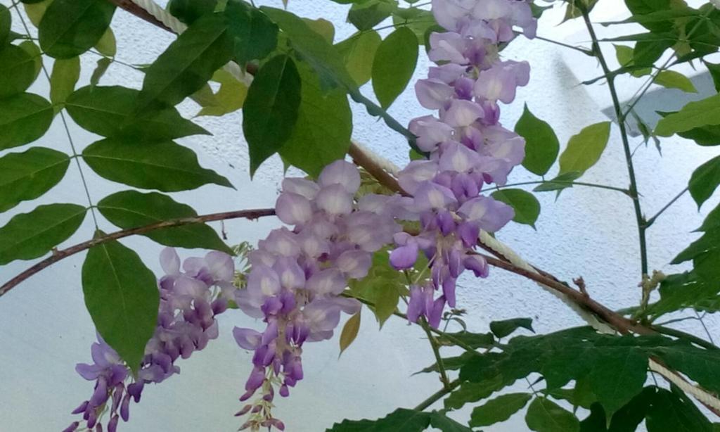 Hasayaki Homestay Sanxing Εξωτερικό φωτογραφία