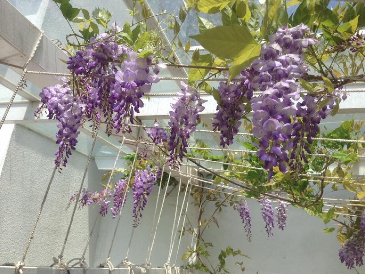 Hasayaki Homestay Sanxing Εξωτερικό φωτογραφία
